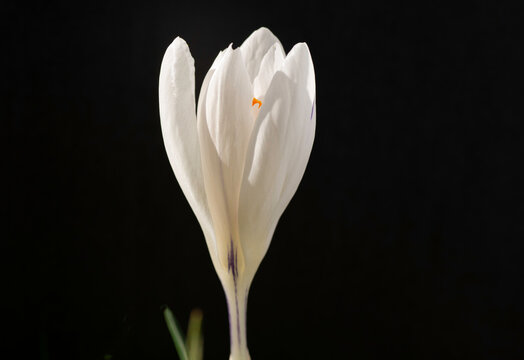 white crocus flower with black background 