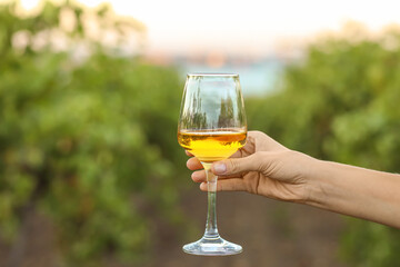 Female hand with glass of tasty wine in vineyard