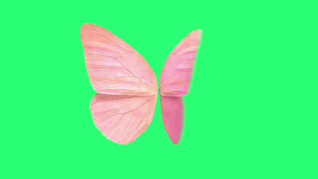 Animation pink butterfly wing on green background.