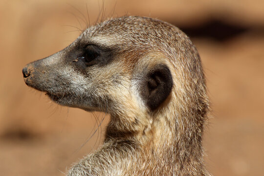 Erdm&auml;nnchen