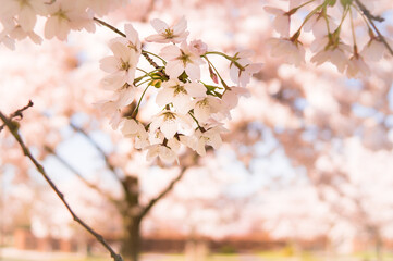 blossom in spring I