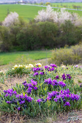 Dwarf iris in Pusty kopec u Konic near Znojmo, Southern Moravia, Czech Republic