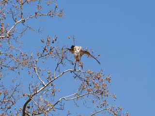 White stork or Ciconia ciconia with its neck held straight and bent slightly forward perched on high branches