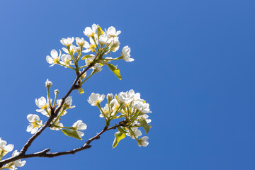 flowers and buds of fruit trees in spring