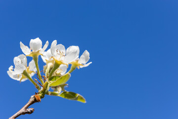 Fototapeta na wymiar flowers and buds of fruit trees in spring