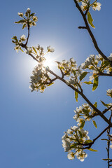 flowers and buds of fruit trees in spring