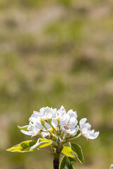 flowers and buds of fruit trees in spring