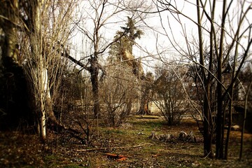 Árboles y arbustos asilvestrados creciendo junto a malas hierbas en una zona urbana. Paisaje...