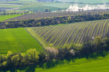 Fototapeta premium Spring vineyard near Lampelberk, Znojmo region, Southern Moravia, Czech Republic