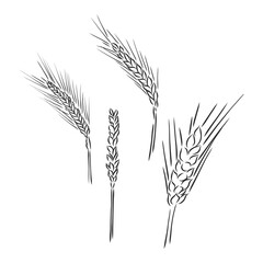 Winter wheat, wheat, vintage engraved illustration of Winter wheat isolated on a white background.