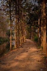 path in autumn forest