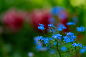 Brunner, the forget-me-not,beautiful blue spring flowers in the meadow, floral background of delicate blue flowers