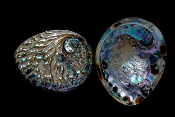 External and the inner surface of a sea shell ,have been polished ,black background.