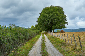 dirt road near the field 