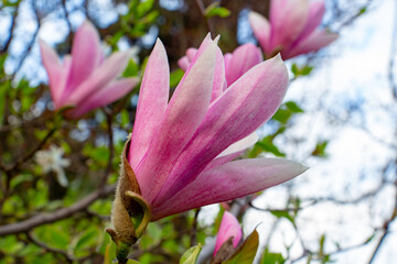 Fototapeta premium magnolia - beautiful pink, white spring bush, floral background of delicate flowers