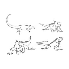 Black and white Mexican Iguana with patterns on a white background