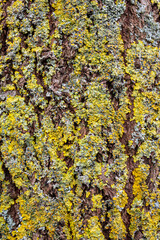 lichen on bark
