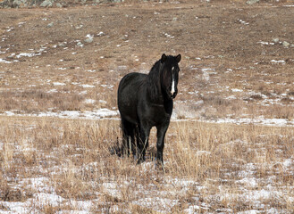 A lone black horse in the winter steppe. Close-up