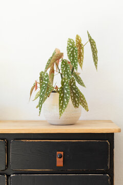 Begonia Maculata on vintage wooden black sideboard against white background.