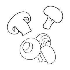 Mushrooms Champignon. Vector hand drawn vegetables isolated on white background