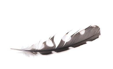 spotted feather with polka dots