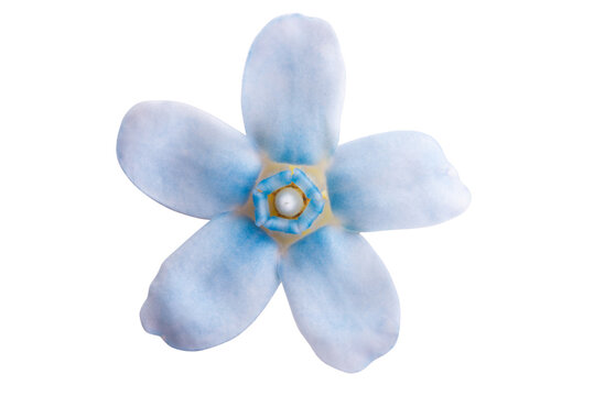 Oxypetalum flower isolated