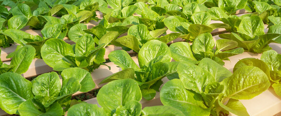 Vegetables in the smart greenhouse vertical plant of hydroponics farm for background ,Organic fresh...