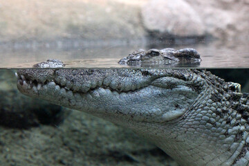 Siam-Krokodil