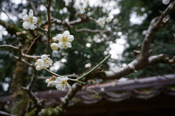 梅の花