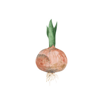 Watercolor bulb of a flower isolated on a white background. Hand-drawn onion clipart for your design. Garden illustration. Cute spring art.