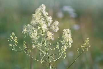 Thalictrum flavum or Thalíctrum lúcidum.  Commonly called  common meadow-rue, and yellow meadow-rue close-up. Flowering meadow.