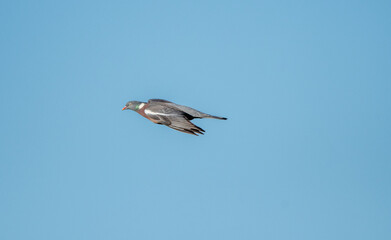 Wood Pigeon in flight with a blue sky background