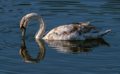 Mute Swan cygnet admiring it's reflection in a river.