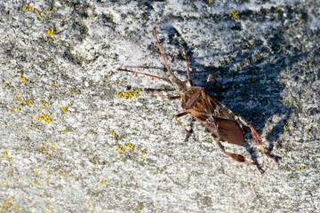 Kiefernwanze, Leptoglossus occidentalis