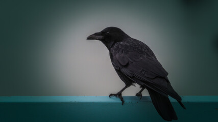 Black Bird