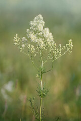 Thalictrum flavum or Thalíctrum lúcidum.  Commonly called  common meadow-rue, and yellow meadow-rue. Flowering meadow.