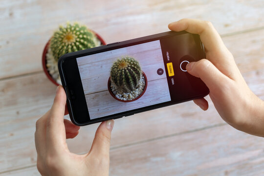 Close up of hands holding phone and taking picture photo of a cactus plant. Modern mobile photography concept 