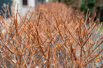 Fototapeta premium 新芽をつけ始めたドウダンツツジ