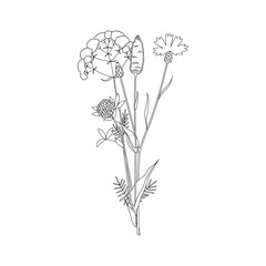 Vector line hand drawn illustration with a summer bouquet of wildflowers. Minimalist Flower, herb and medicinal plant. For logo design, tattoo, decor, postcard