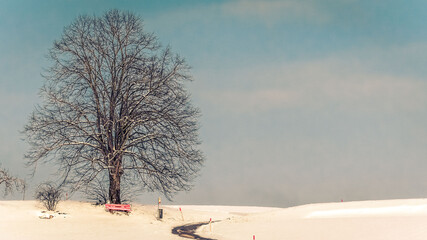 Tree and Snow