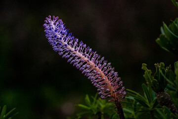 caterpillar on a flower
