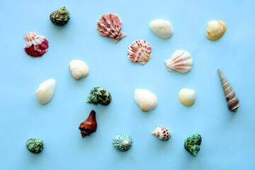 Colorful collection seashells on blue background, summer beach pattern, flat lay