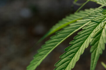 Beautiful marijuana green  leaves on natural background.