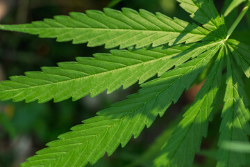 Beautiful marijuana green  leaves on natural background.