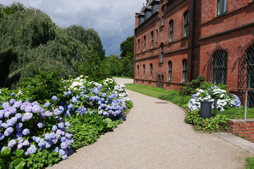 Hortensien Schloss und Schlosspark Wiligrad