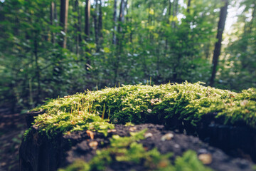 Closeup of moss on stump in sun beams with green blurred forest in the background, moody fantasy wallpaper with copy space. Selective focus