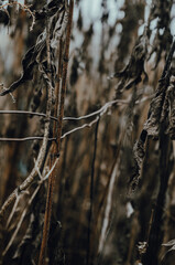 branches in the snow