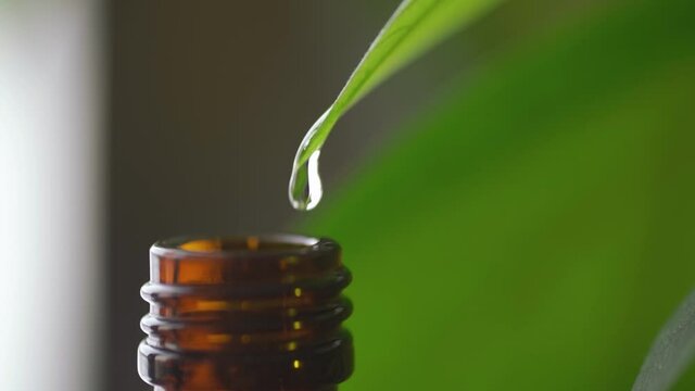 Essential oil is drop into a brown glass bottle from green leaf. Herbal essential oil drop in bottle.