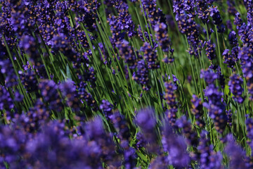 Obraz premium Purple blooming lavender field on a summer sunny day.