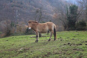 Caballo Przewalski